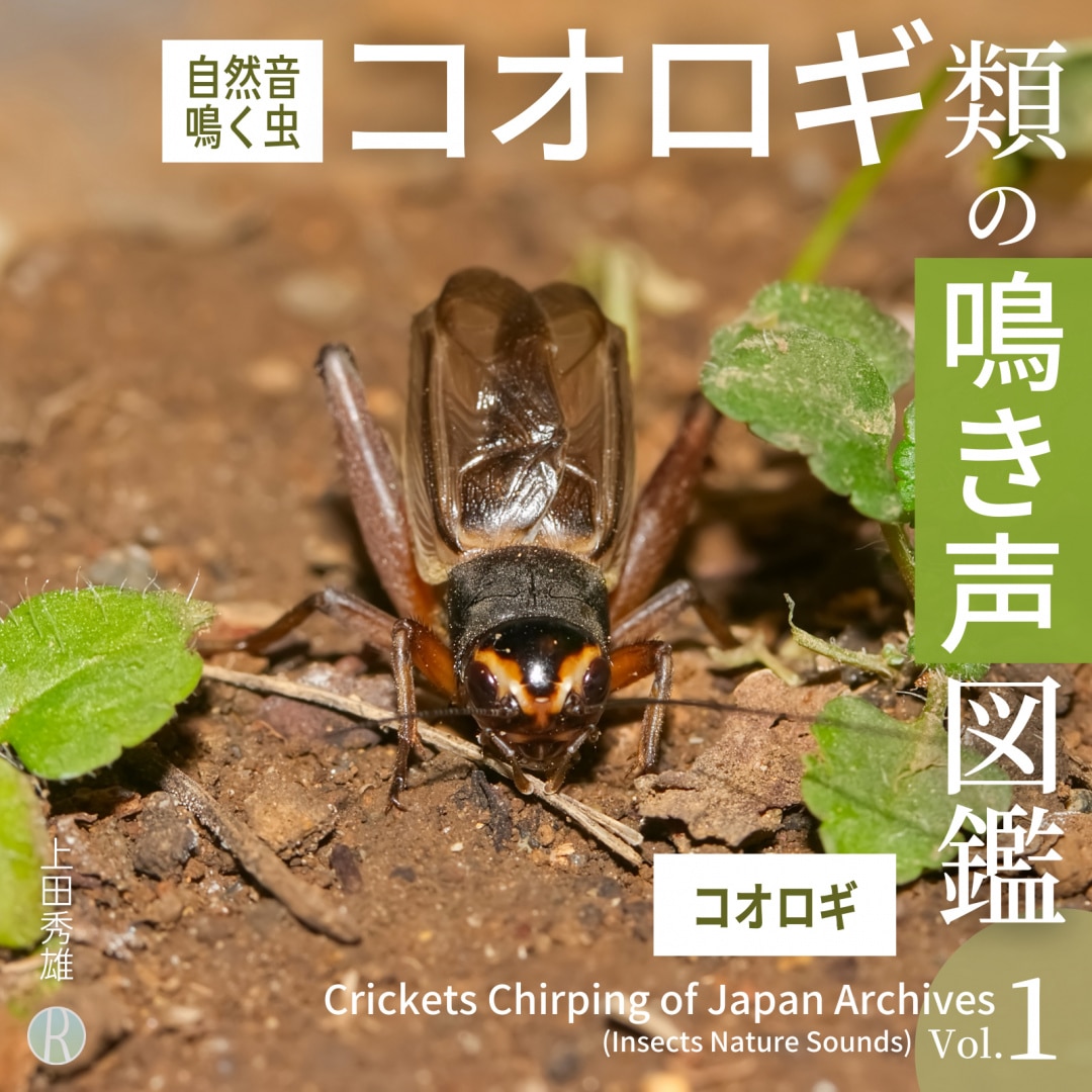 楽天ミュージック | 上田秀雄 『マツムシの鳴き声 「秋に鳴く虫・松虫