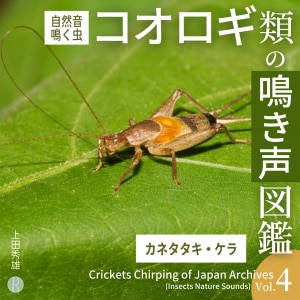 効果音集 （虫の鳴き声） 2b71.l2.jpg