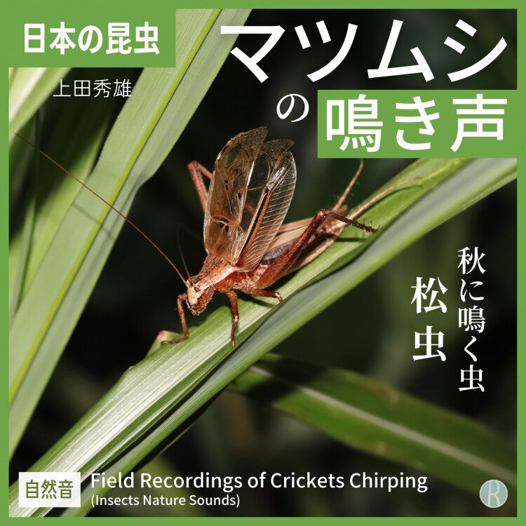 効果音集 （虫の鳴き声） a7d4.s1.jpg